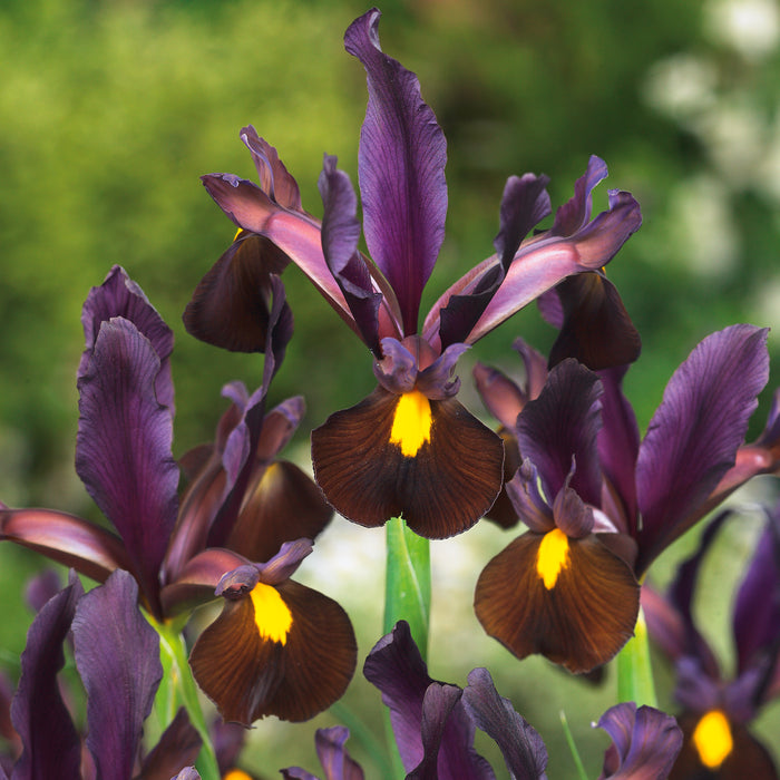 Iris Hollandica Collection 60 Bulbs - Dispatches from 11th September