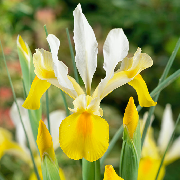 Iris Hollandica Collection 60 Bulbs - Dispatches from 11th September