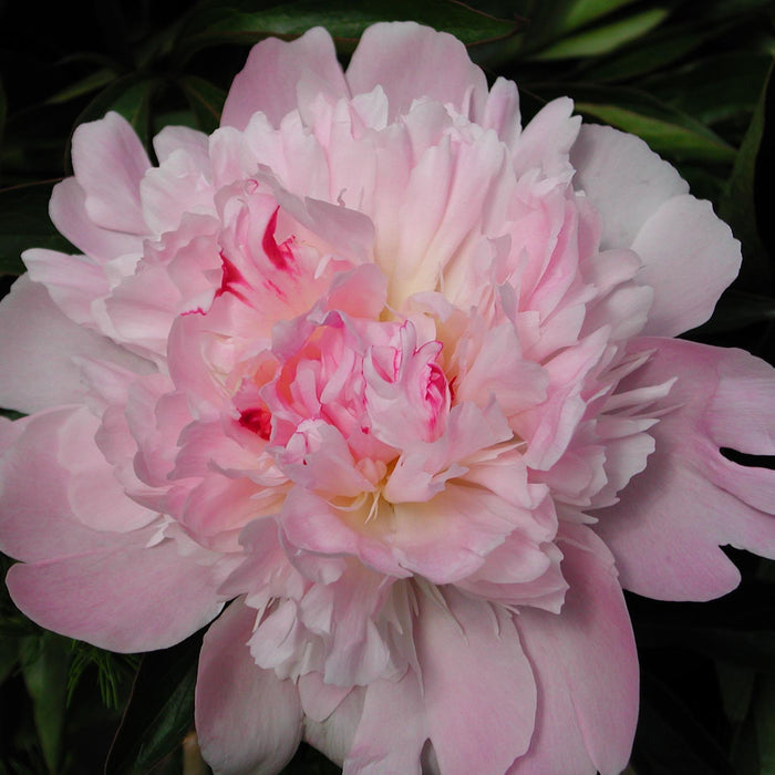 Peony Florists Dream (3 x Bare Roots)