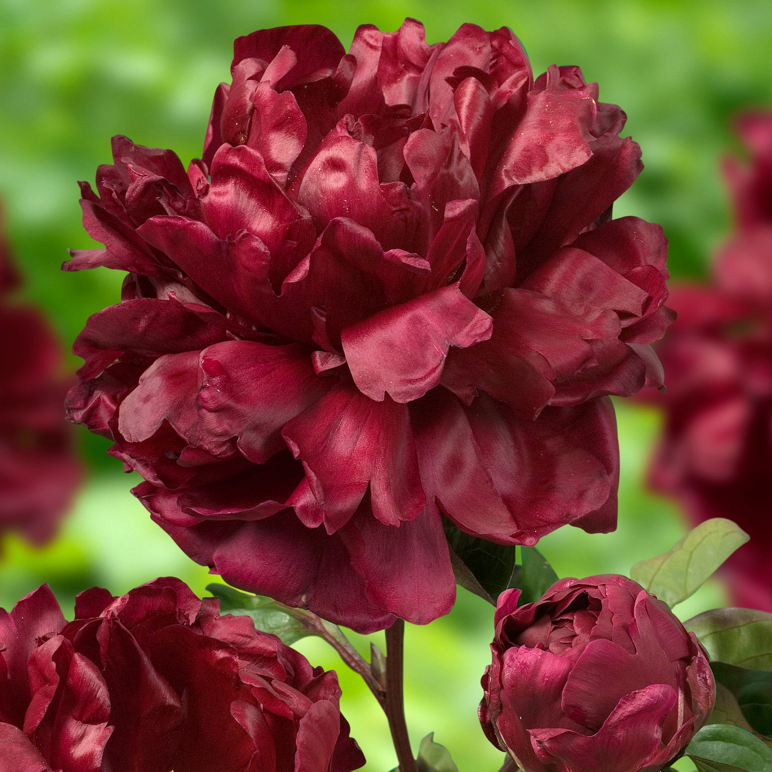 Buy Garden Plants Online Order Today! Plants2Gardens