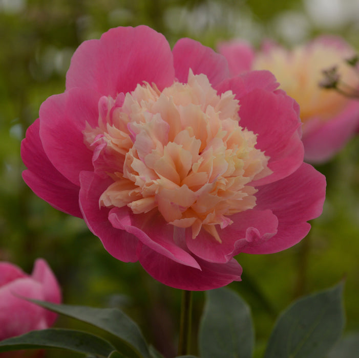 Peony Florists Dream (3 x Bare Roots)