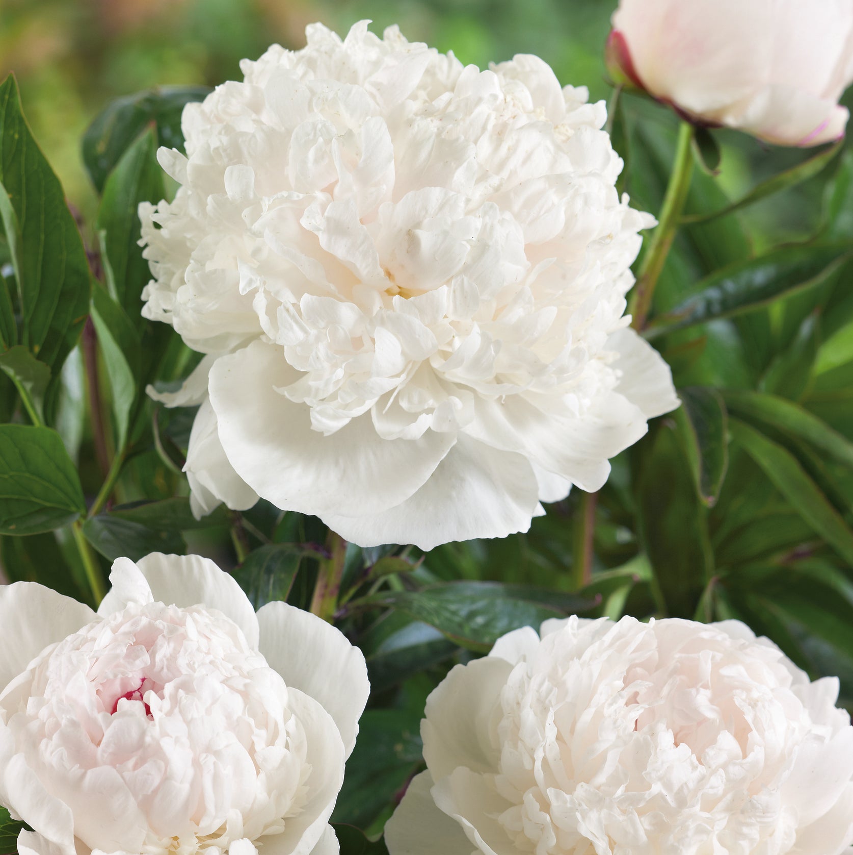 Buy Garden Plants Online Order Today! Plants2Gardens