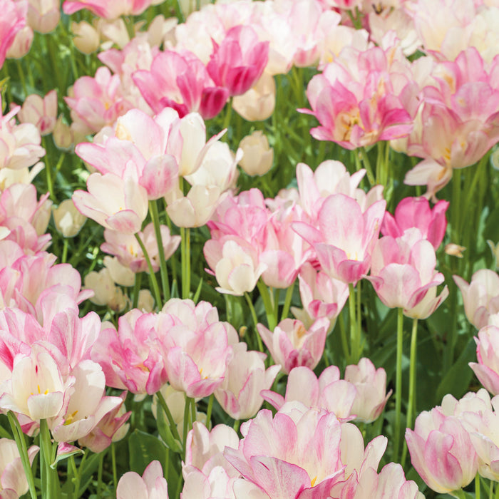 Tulip Club Collection (21 x Bulbs)