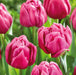 Tulip Double You 20 Bulbs - Plants2Gardens