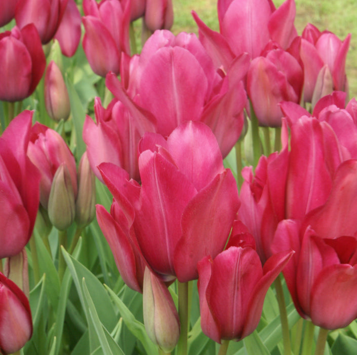 Tulip Club Collection (21 x Bulbs)
