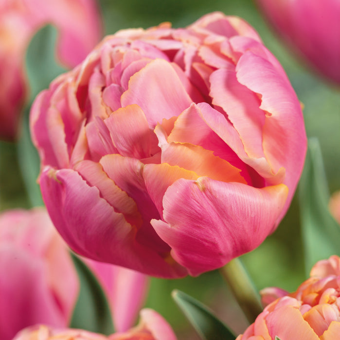 Tulip Pink Star 20 Bulbs - Dispatches from 11th September