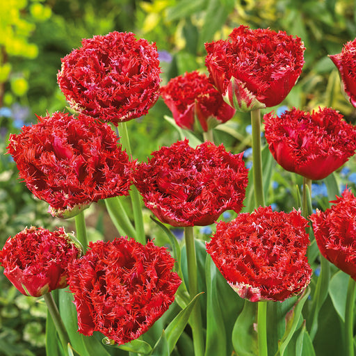 Tulip Qatar 20 Bulbs - Plants2Gardens