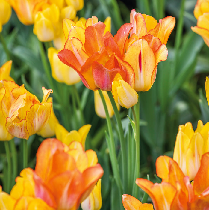 Tulip Club Collection (21 x Bulbs)