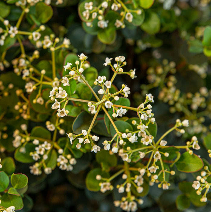 Viburnum Fairy Stars (1 x 2 Litre)