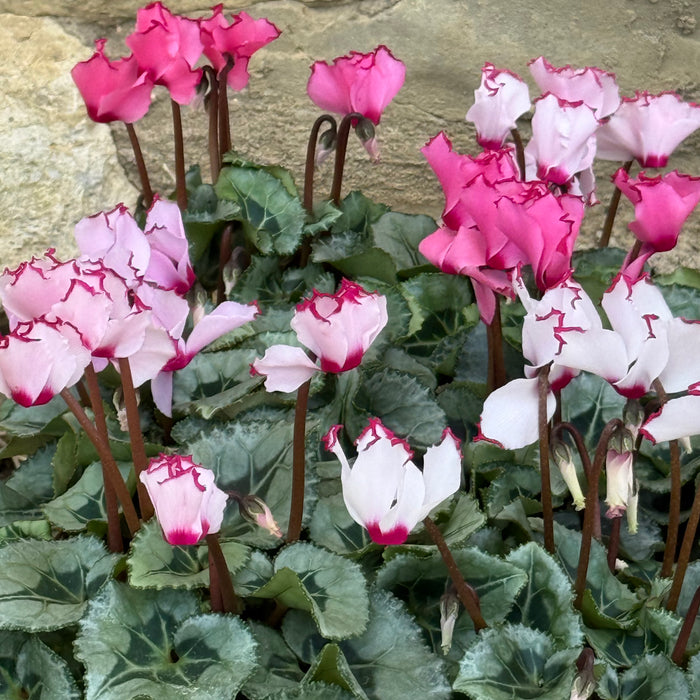 Cyclamen Halo Collection