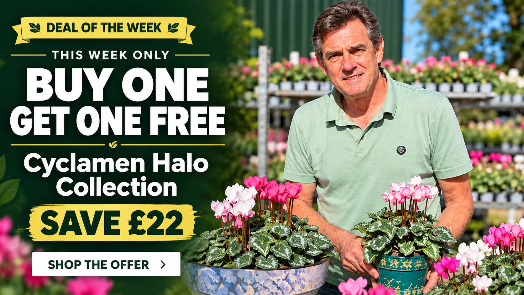 Cyclamen Halo Collection buy one get one free - deal of the week, save £22, this week only