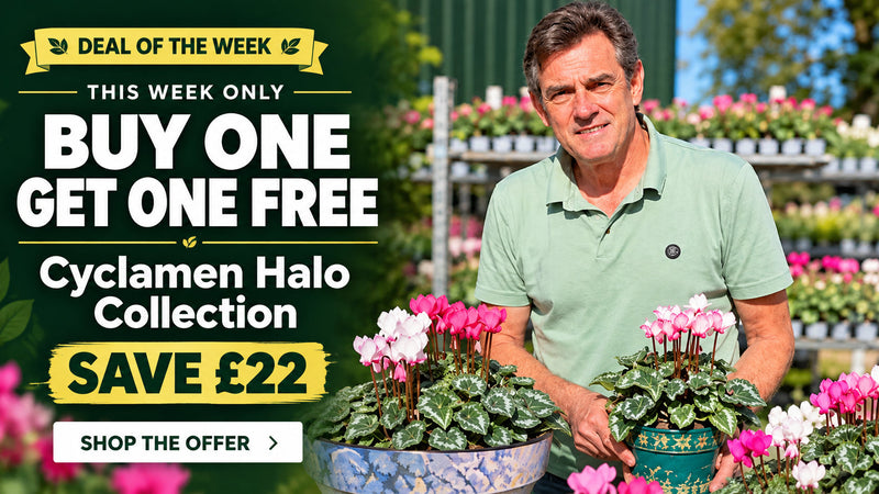 Cyclamen Halo Collection buy one get one free - deal of the week, save £22, this week only