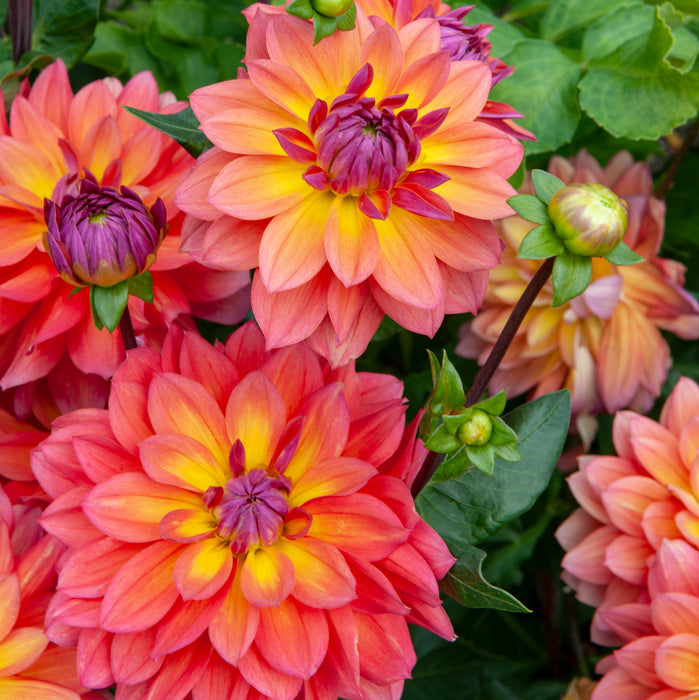 Dahia Firepot (3 x Bare Root) Dispatches 23 March 2026