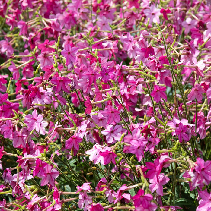 Nicotiana Sirius collection 6 x 6cm Plants - Plants2Gardens