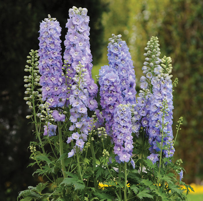Delphinium White Bee Collection (3 x 2 Litre) - Dispatches from 20th May 2024