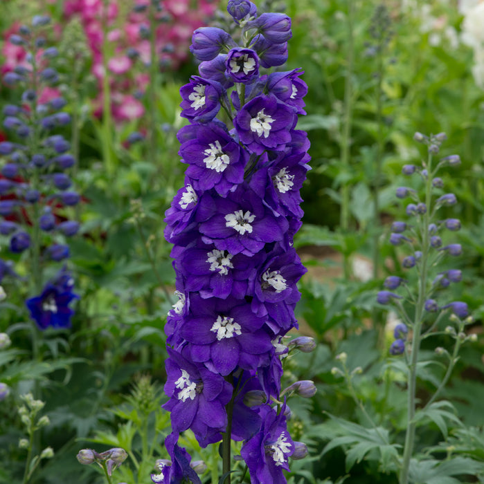 Delphinium White Bee Collection (3 x 2 Litre) - Dispatches from 20th May 2024