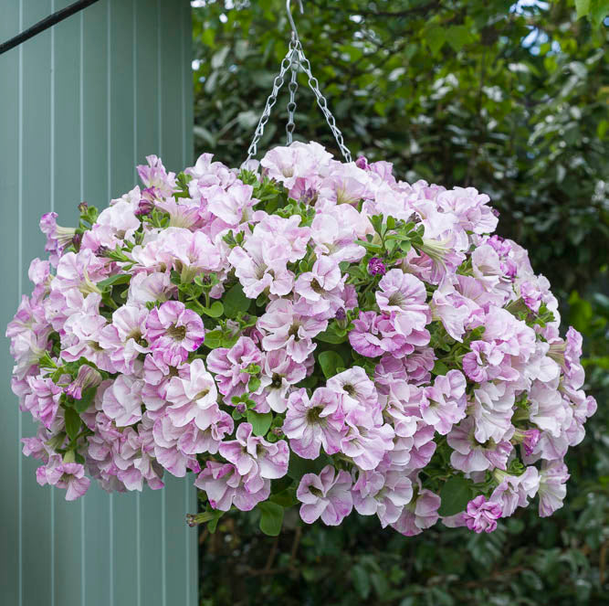 Petunia Bridal Blush (6 x 6cm) Dispatches 26 May 2025