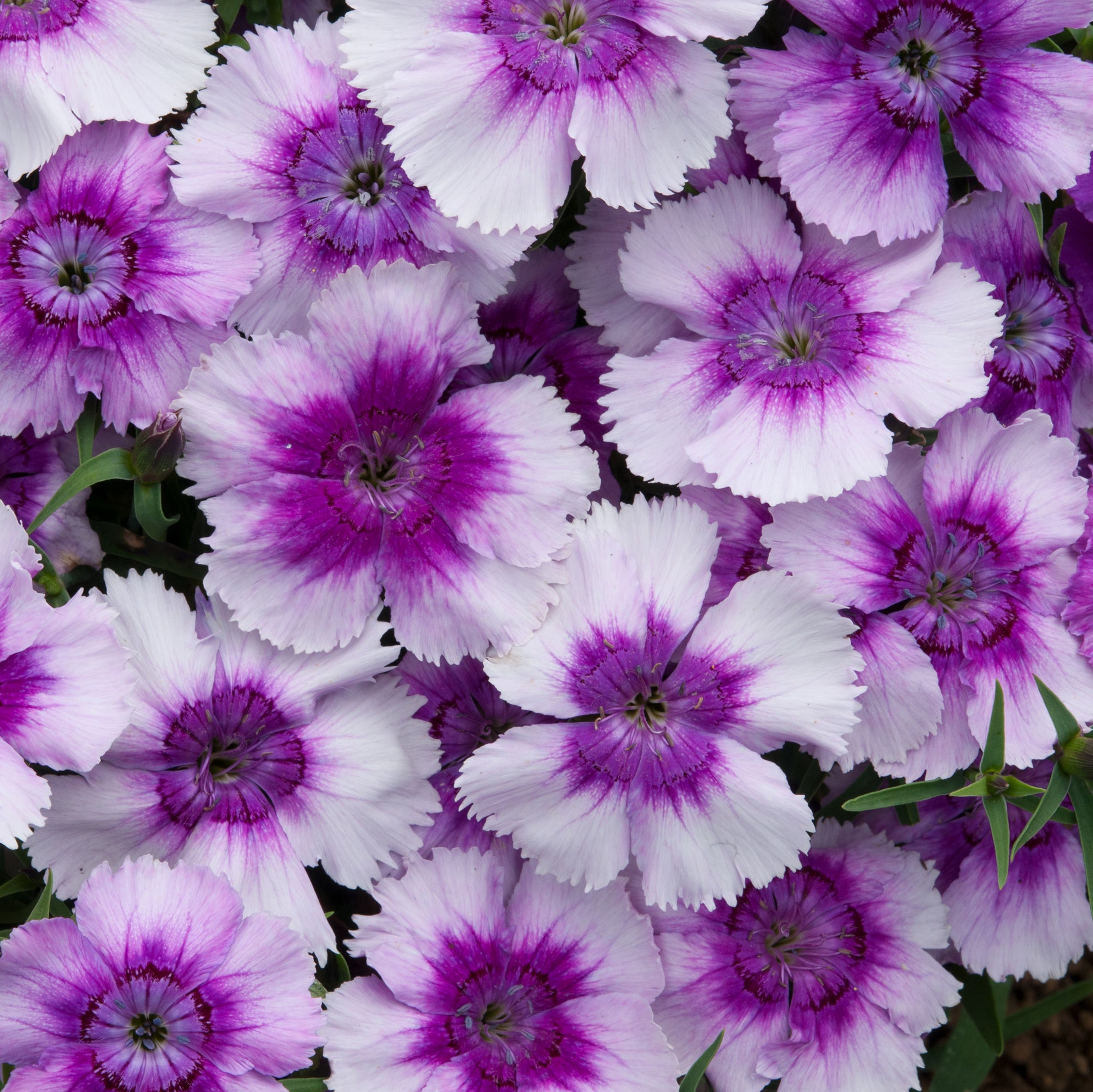 Dianthus Coronet Collection (6 x 6cm) Dispatches 28 March 2025 ...