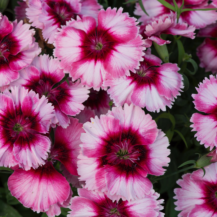 Dianthus Coronet Collection (6 x 6cm) Dispatches 28 March 2025