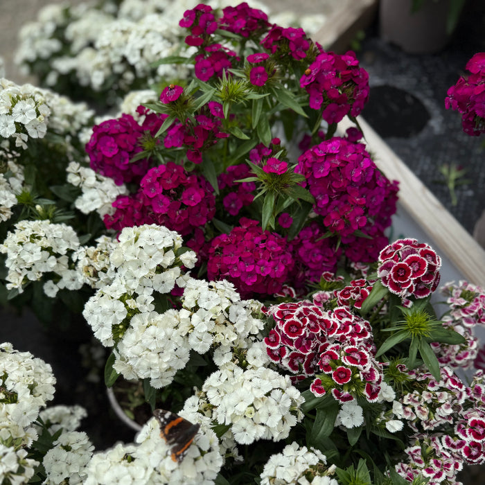 Dianthus Dart Collection (6 x 6cm) Dispatches 6 April 2026