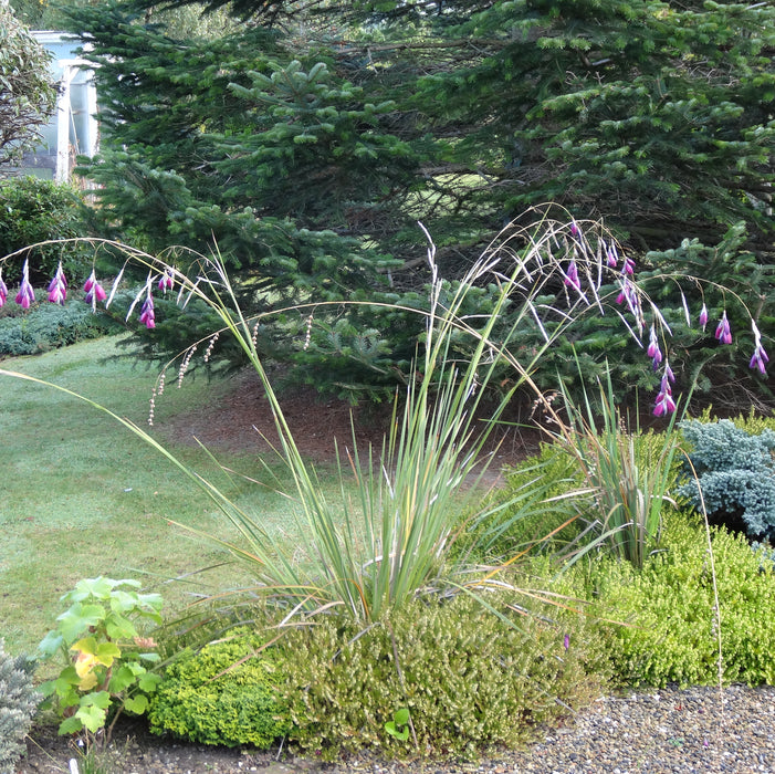 Dierama Pulcherrium Blue Belle (3 x 9cm) Dispatches 24 February 2025