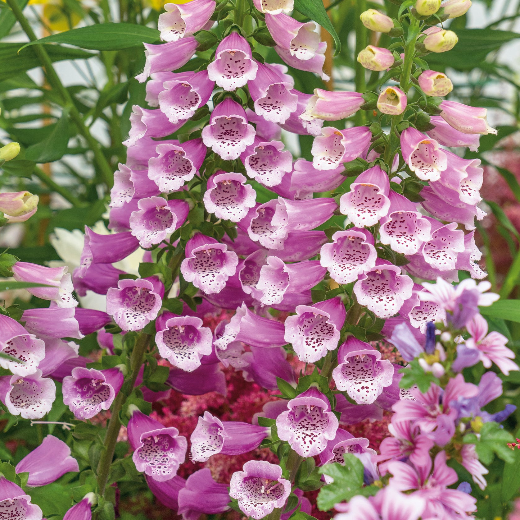 Perennial Collection (6 x 2ltr Plants) £50.00 by Plants2Gardens