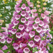 Perennial Collection 6 x 2ltr Plants - Plants2Gardens