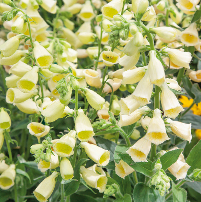 Digitalis Carillon (6 x 6cm) Dispatches 13 April 2026