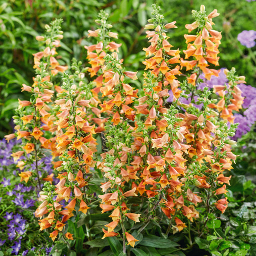 Mixed Perennial 9cm Collection (5x9cm) - Plants2Gardens