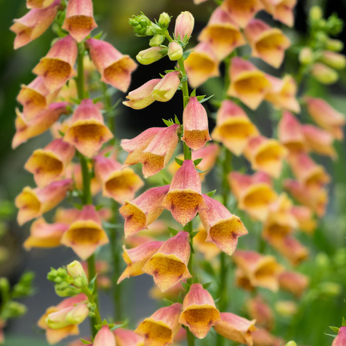 Digitalis Goldcrest (2 x 9cm) - Dispatches from 25th March 2024