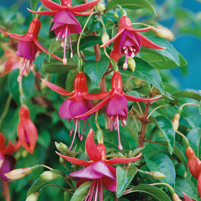 Hardy Fuchsia Display - Dispatches from 12th June
