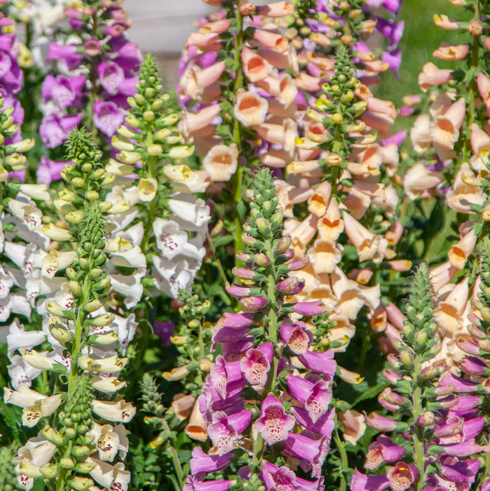 Digitalis Dottie Collection 6 X 6cm Dispatches 15 April 2024 Order digitalis-dottie-collection-6-x-6cm-dispatches-15-april-2024-order