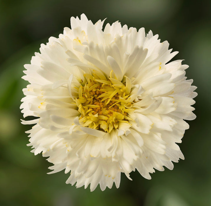 Leucanthemum Western Star Collection 6 x 6cm Plants - Dispatches from 4th March