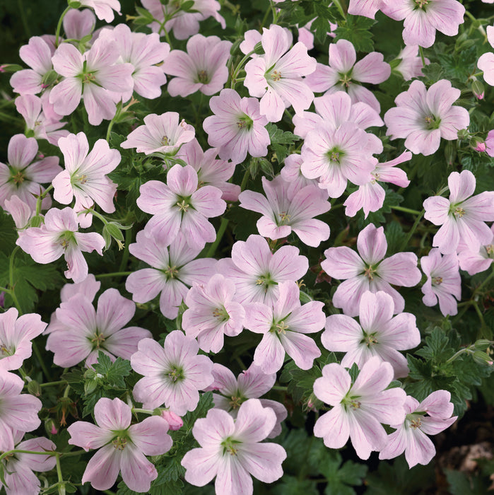 Hardy Geranium Collection (3 x 2 Litre)