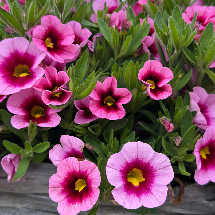 Calibrachoa Special Collection (6 x 6cm) Dispatches 19 May 2025