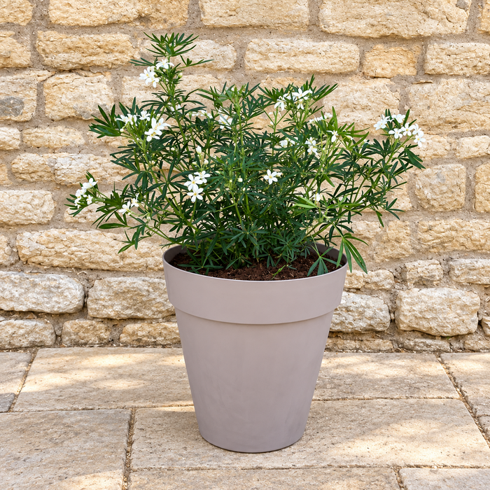 Choisya White Dazzler & Eden Planter