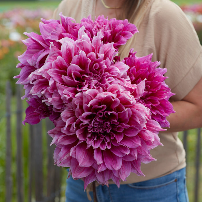 Giant Flowered Dahlias (5 x Bare Roots) Dispatches 25 March 2024