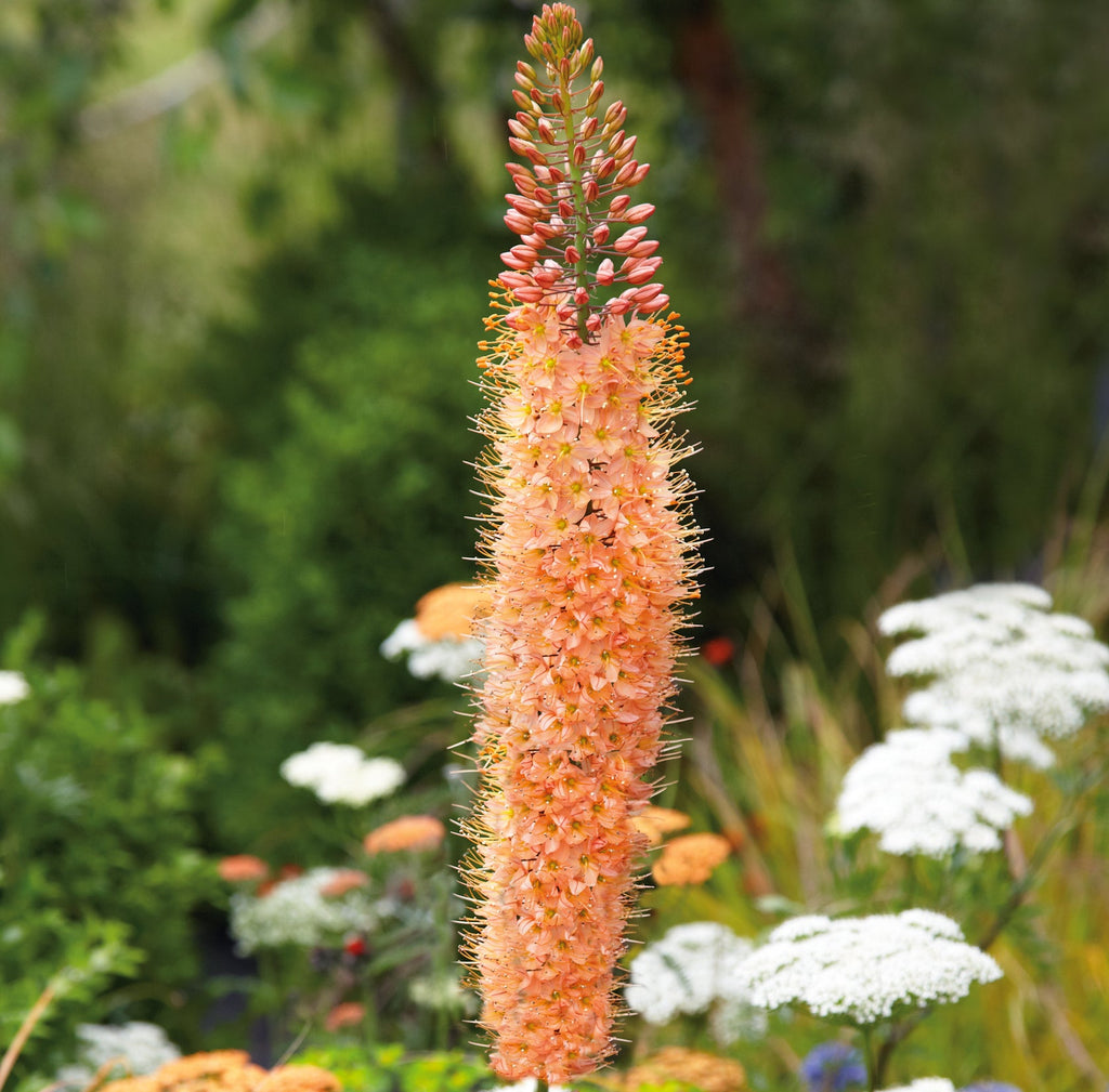 Mail Order Plants Online UK Order Today! Plants2Gardens