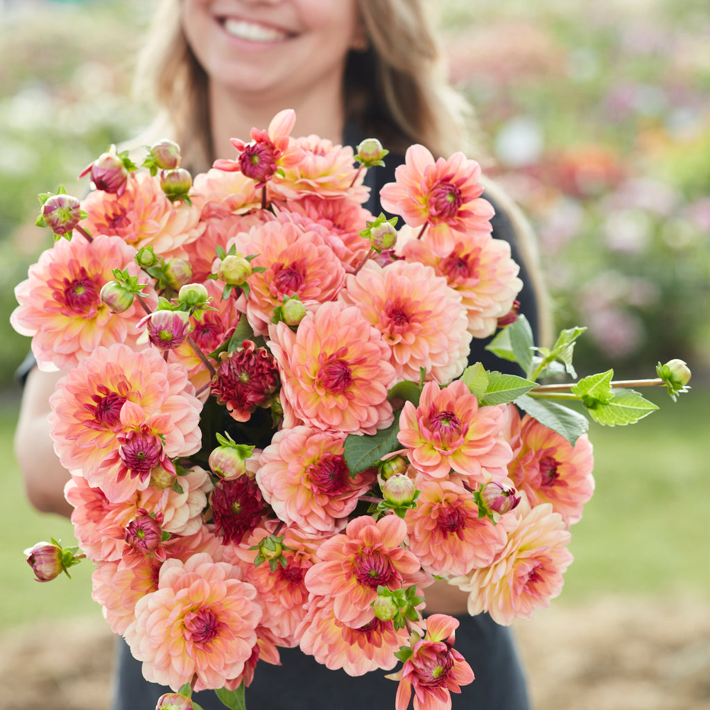 Mail Order Plants Online UK Order Today! Plants2Gardens