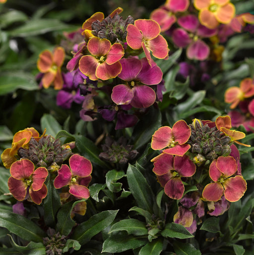 Erysimum Erysistable Collection 6 x 6cm Plants - Dispatches from 19th February - Plants2Gardens