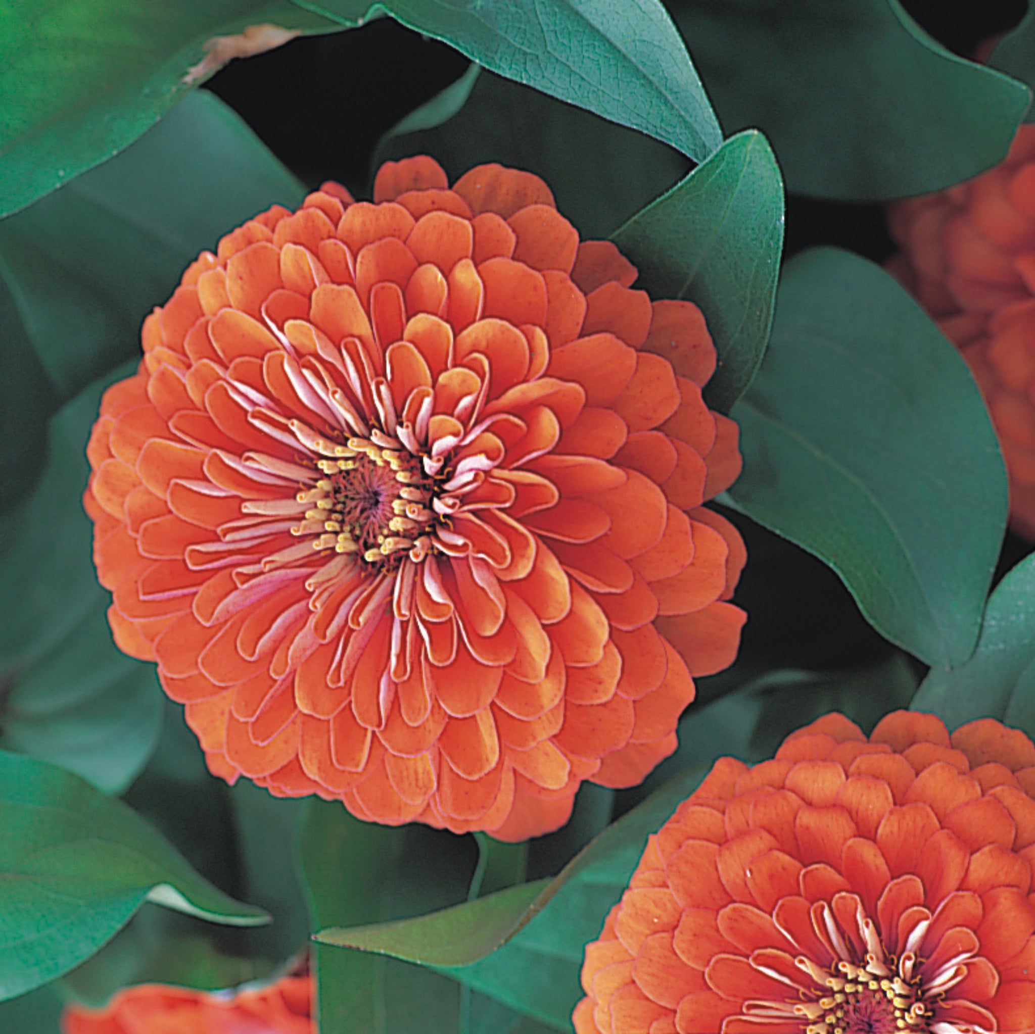 Mail Order Plants Online UK Order Today! Plants2Gardens