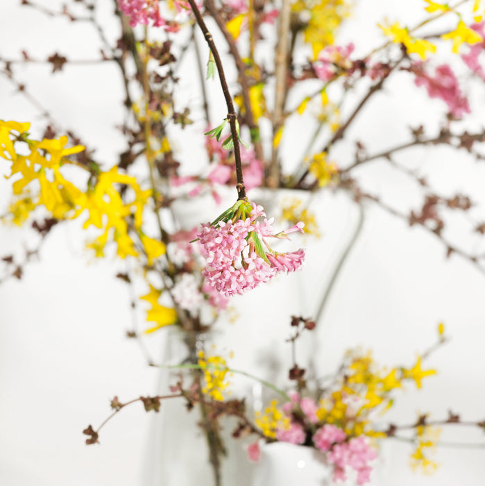 Winter Flowering Shrub Bundle (3 x 3ltr)