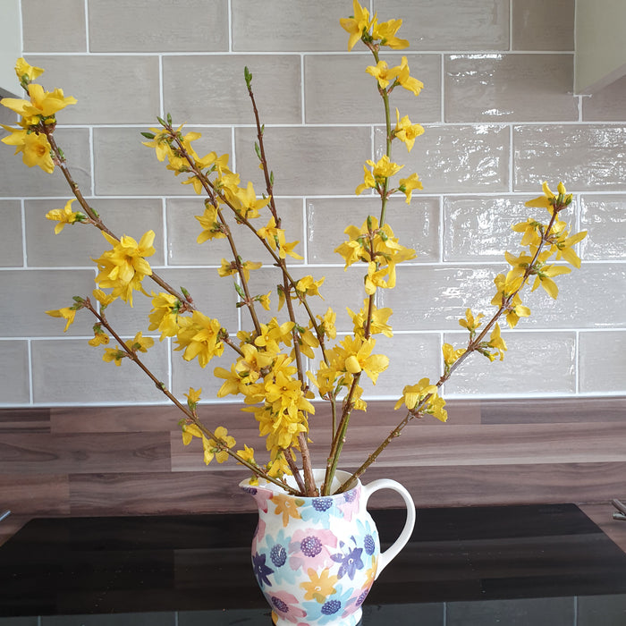 Winter Flowering Shrub Bundle (3 x 3ltr)
