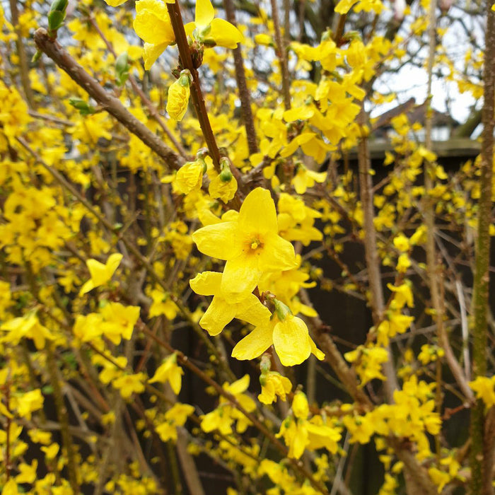 Winter Flowering Shrub Bundle (3 x 3ltr)