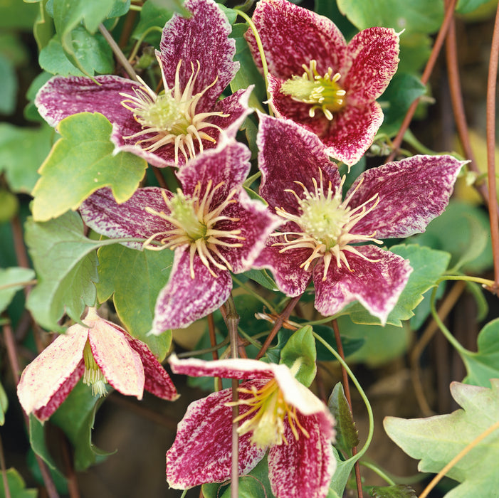 Evergreen Clematis Collection (2 x 3 Litre)