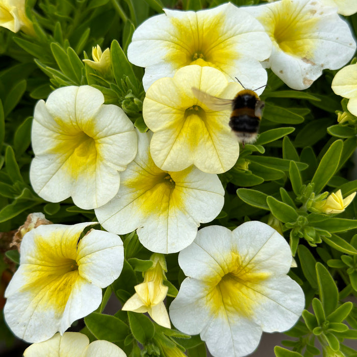 Calibrachoa Special Collection (6 x 6cm) Dispatches 19 May 2025