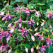 Container and Basket Collection (10 x 9cm) - Plants2Gardens