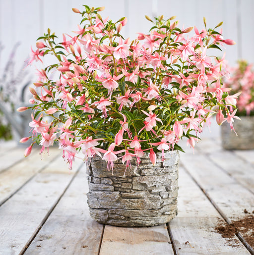 Bella Fuchsia Collection (5 x 9cm) Buy One Get One Free! - Plants2Gardens