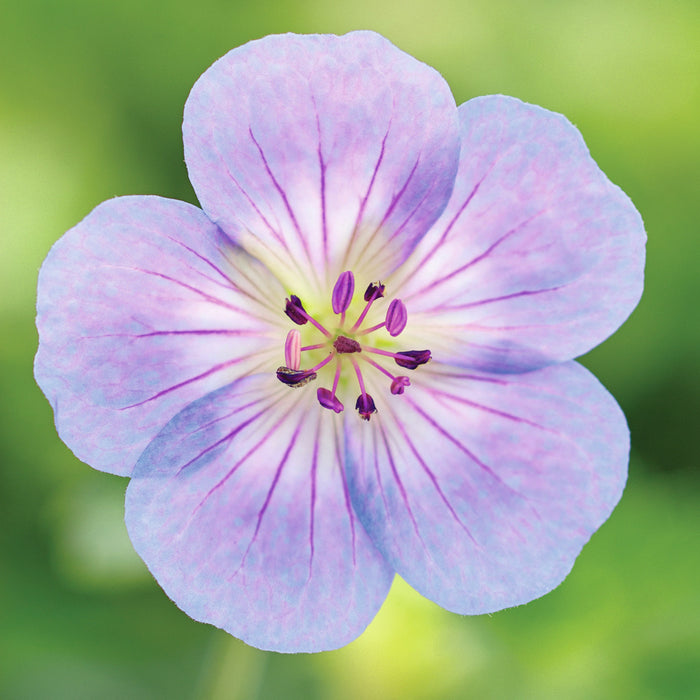 Hardy Geranium Collection (3 x 9cm) Dispatches 6 May 2024