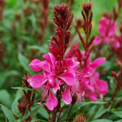 Gaura Lindheimeri Collection 6 x 6cm Plants - Dispatches from 26th February - Plants2Gardens